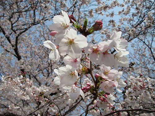 占い師丹辰 律斗のお気に入り写真2